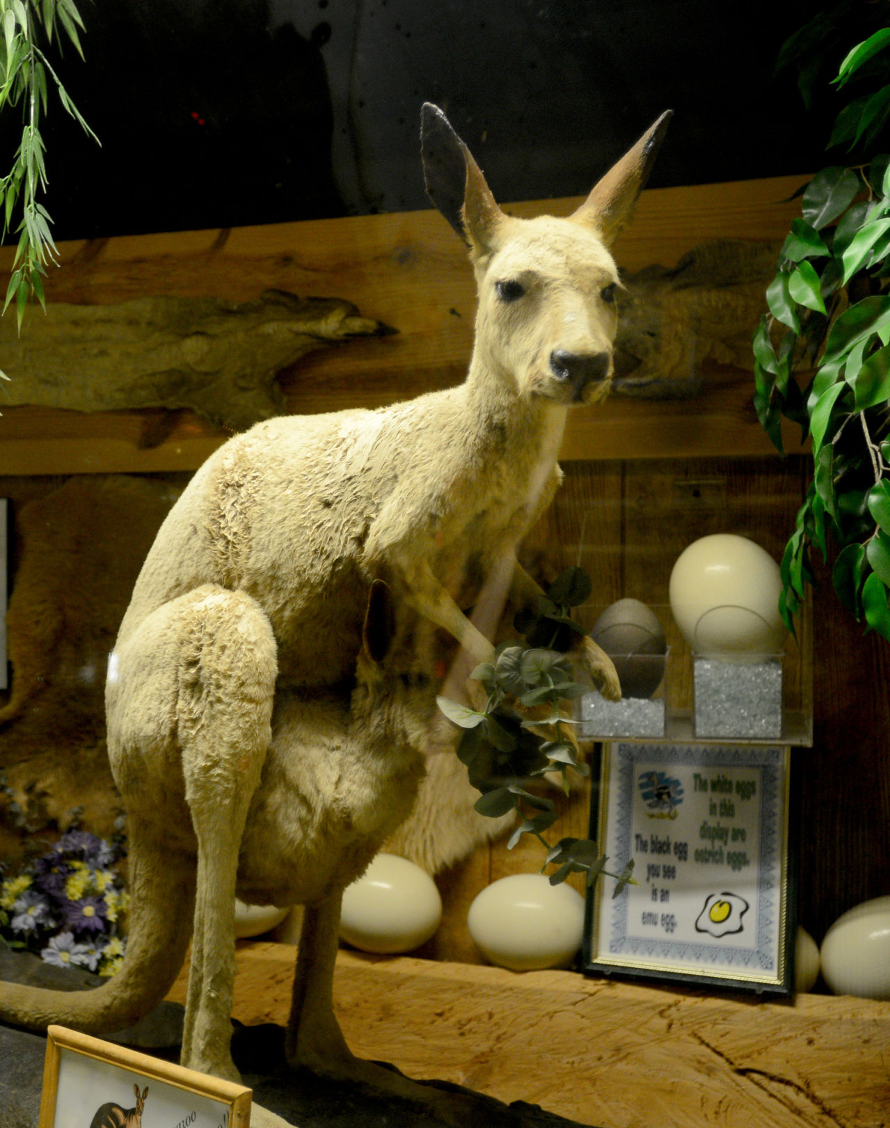 Stuff Kangaroo